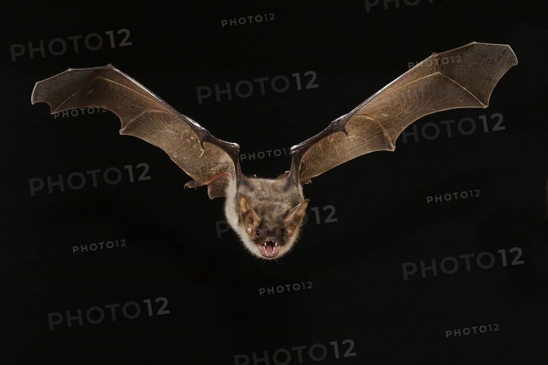 Greater mouse-eared bat (Myotis myotis), exempt, Germany, Europe