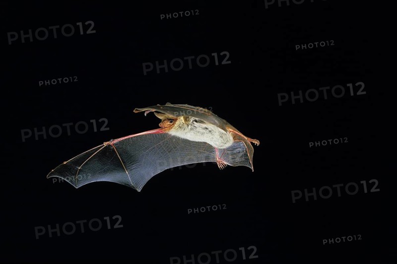 Mouse-Eared Bat (myotis myotis), Adult in Flight against Black background