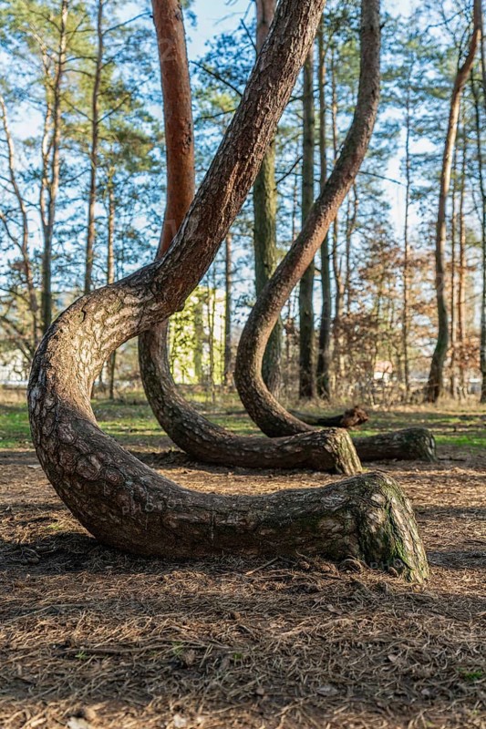 Crooked tree trunks at the crooked forest Krzywy Las near Gryfino in Poland