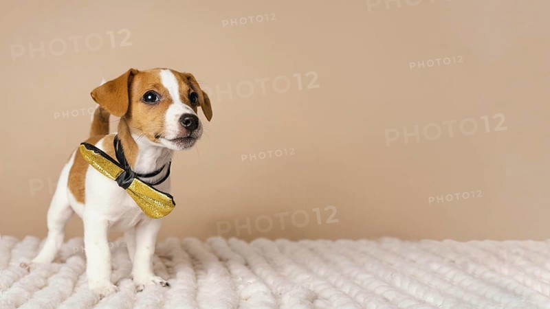 Cute beagle wearing yellow bow time. Resolution and high quality beautiful photo