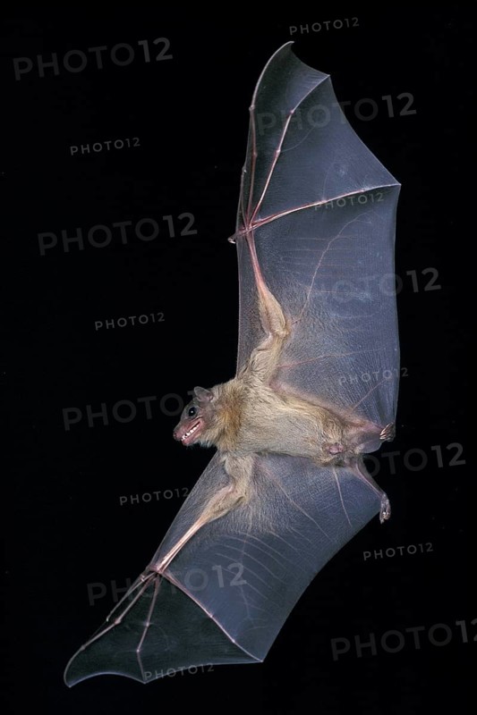 Mouse-Eared Bat (myotis myotis), Adult in Flight