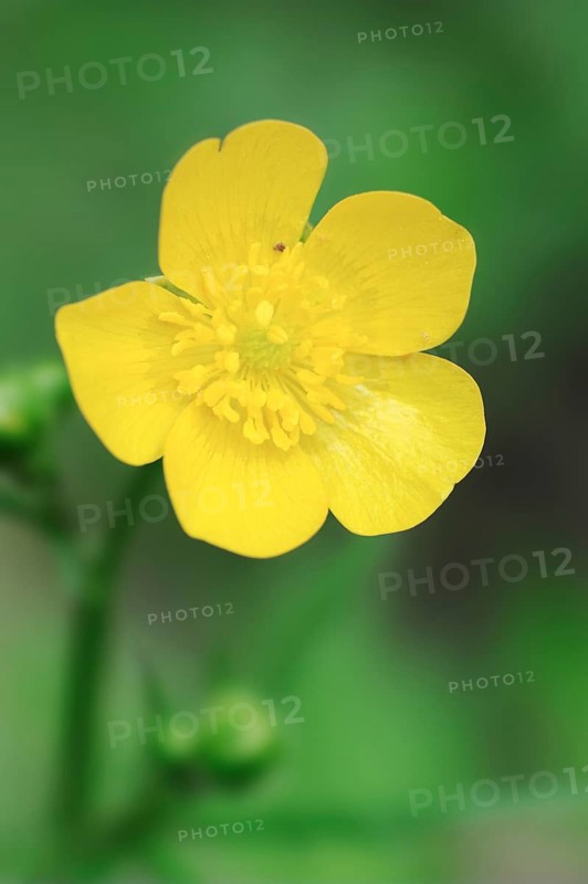 Meadow Buttercup (Ranunculus acris), North Rhine-Westphalia, Germany, Europe