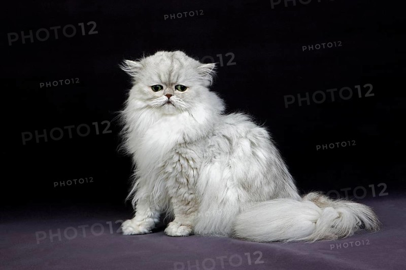 Silver Chinchilla Persian Domestic Cat with Green Eyes, Adult Sitting on Black Background