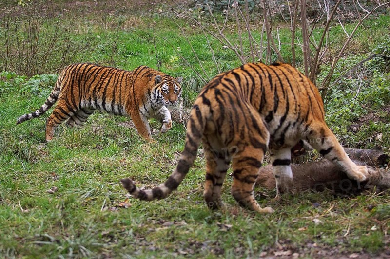 Siberian Tiger (panthera tigris altaica) with a Kill, a Wild boar