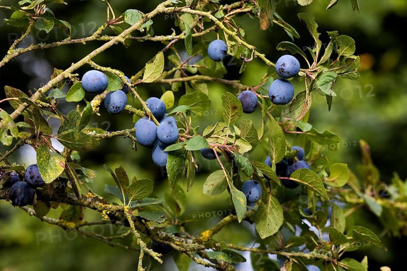 Quetsche Plums, prunus domestica, Fruits on Branch in Normandy