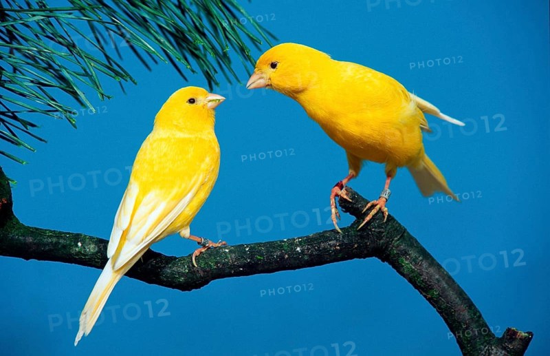 Canary, yellow