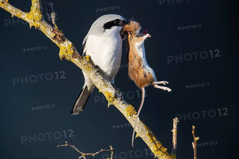 Great Grey Shrike (Lanius excubitor) consuming a mouse impaled in a thorn bush, Germany, Europe