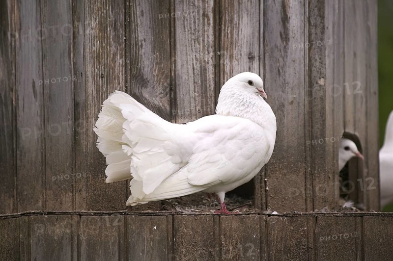 White fan pigeon