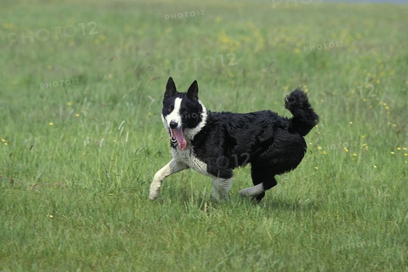 Karelian bear dog runs on grass