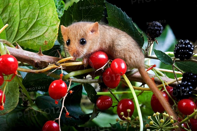 Common Dormouse (muscardinus avellanarius), Adult standing on Branch with Blackberries and Red Berries, Normandy