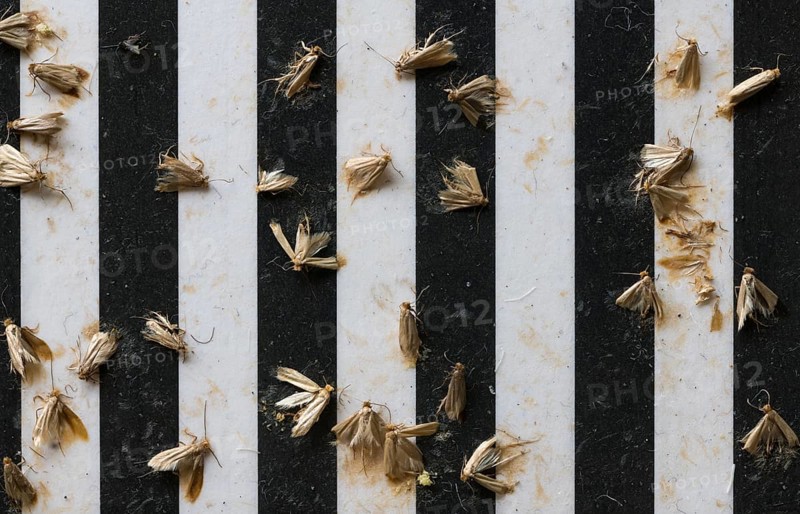 Common clothes moths (Tineola bisselliella) on adhesive strips of a moth trap, Frankfurt am Main, Hesse, Germany, Europe