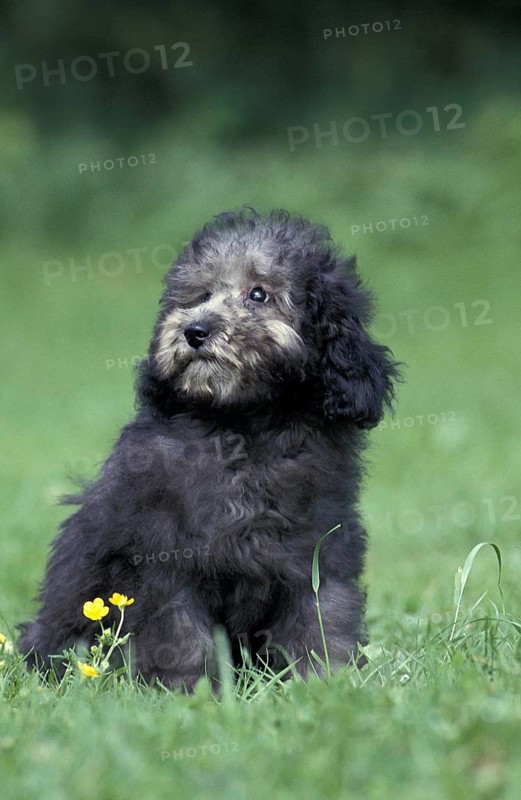 Grey Miniature Poodle Dog, Puppy
