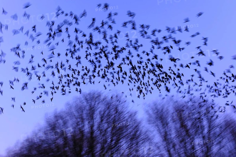 Western jackdawsschwarm (Corvus monedula) , Lower Saxony, Germany, Europe