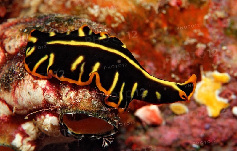 Flatworm, whirlpool worm, Planthelminthes, Indonesia, Wakatobi Dive Resort, Sulawesi, Indian Ocean, Banda Sea, Asia