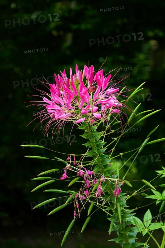 Spider flower