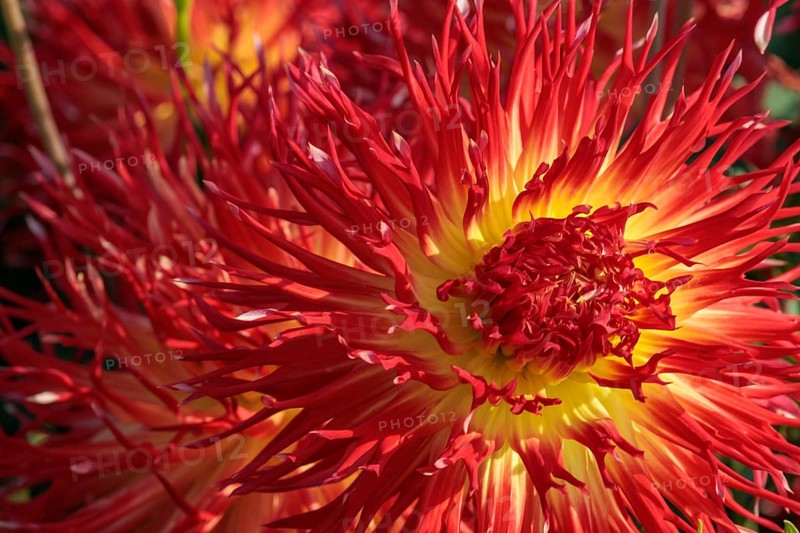 Red dahlia flower with yellow centre and pointed petals, illuminated by sunlight, legden, Münsterland, germany