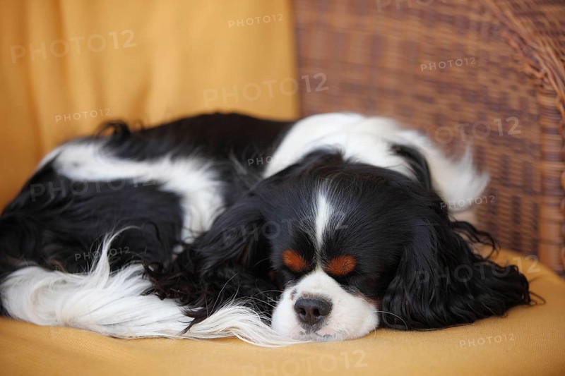 Cavalier King Charles Spaniel, tricolour