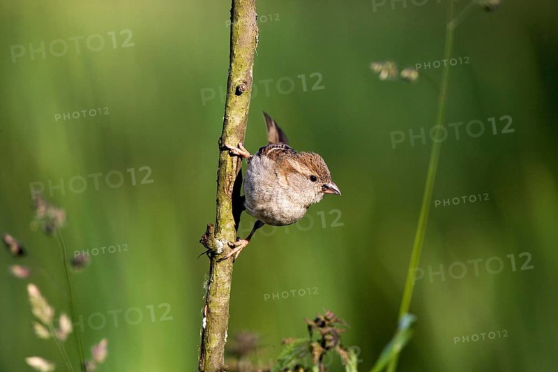 House Sparrow (passer domesticus), Female standing on Branch, Normandy