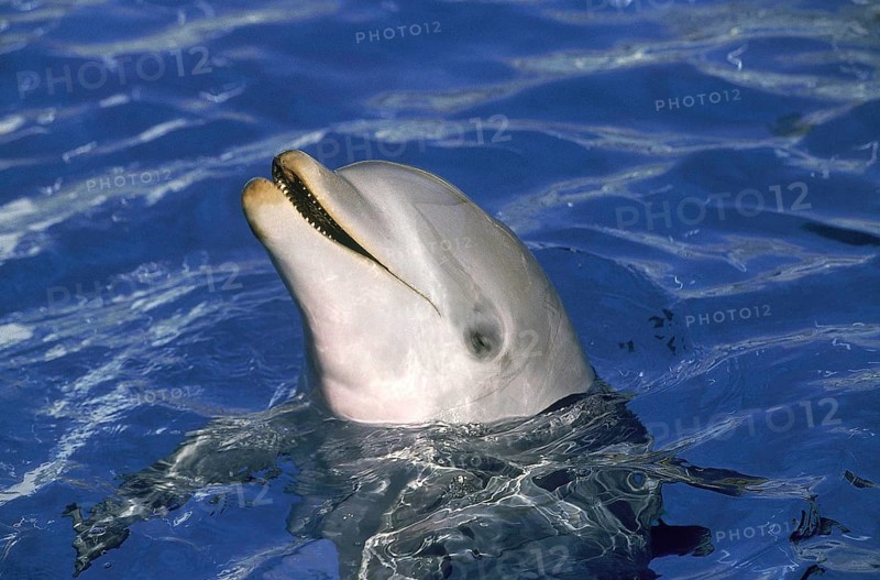 BOTTLENOSE DOLPHIN (tursiops truncatus), HONDURAS