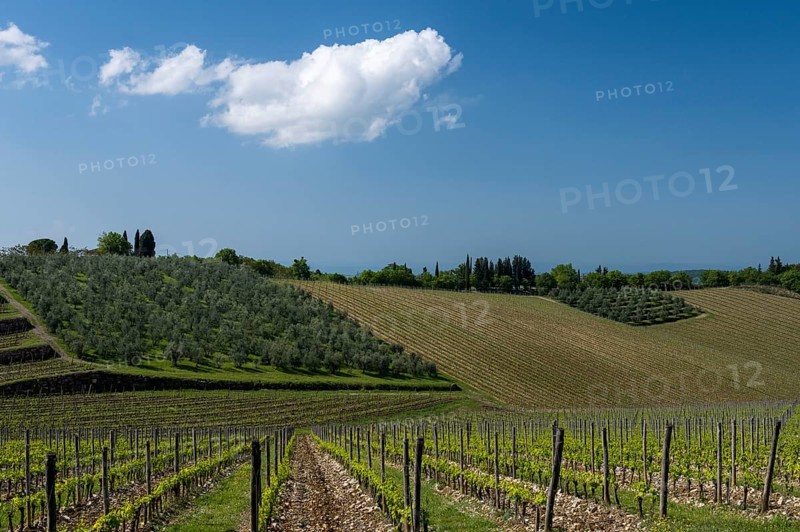Vineyards, Chianti region, Tuscany, Italy, Europe