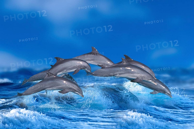 Bottlenose Dolphins (Tursiops truncatus)