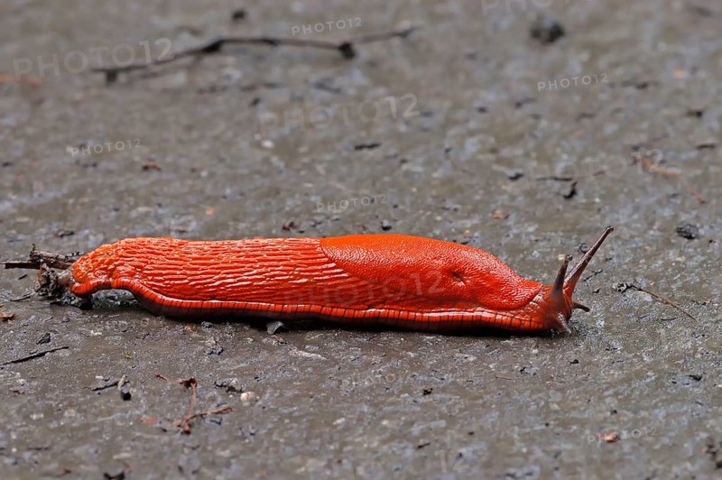 Red slug (Arion rufus), North Rhine-Westphalia, red slug, great slug, free-standing, Germany, Europe