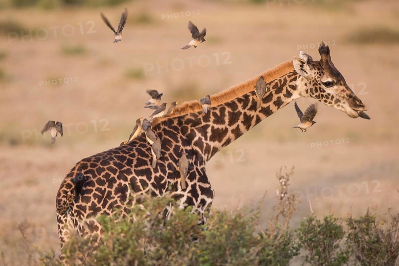 Africa, african, animal, background, beautiful, big, brindled, brown, camouflage, close-up, culture, cute, ear, face, fun, funny, giraffe (giraffa), head, herbivore, high, horned, isolated, long, mammal, mouth, nature, neck, nose, one, park, pattern, plai