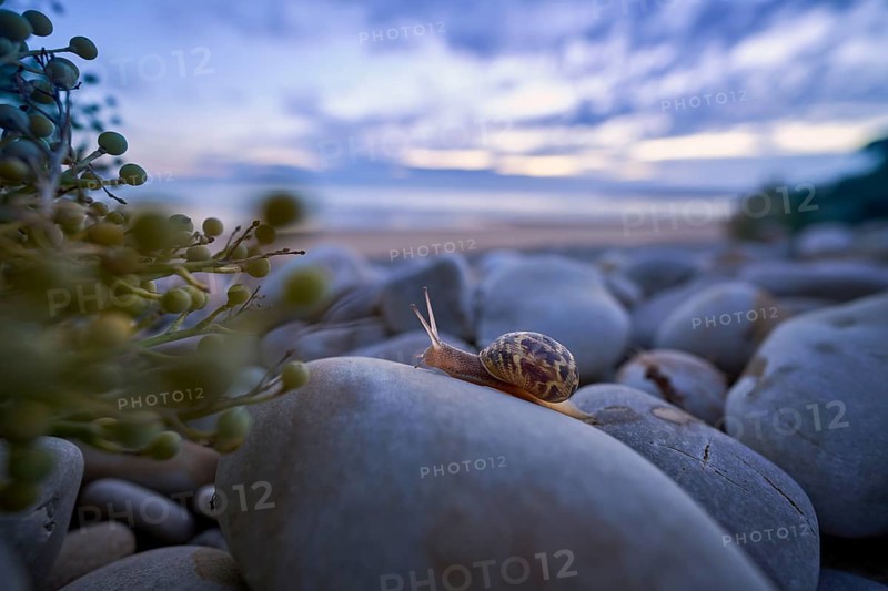 A periwinkle (Theba pisana) crawls over large stones on the beach of Vauville, France, towards a sea kale (Crambe maritima) plant, Europe