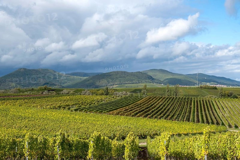 View over vineyards to the Palatinate Forest, Haardtrand, German or also Southern Wine Route, Southern Palatinate, Rhineland-Palatinate, Germany, Europe