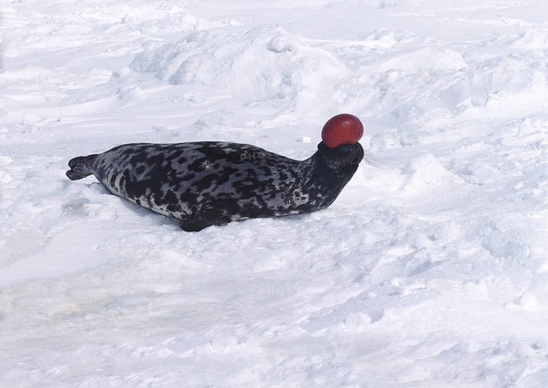 Hooded Seal (cystophora cristata), Male on Ice Floe, The hood and membrane are used for aggression display when threatened and as a warning during the breeding season, Magdalena Island in Quebec, CanadaDA