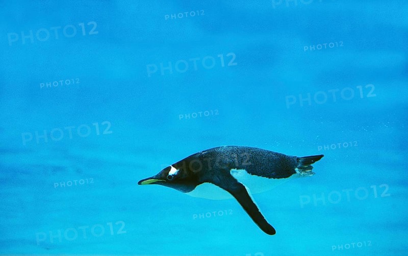 GENTOO gentoo penguin (pygoscelis papua), ADULT SWIMMING