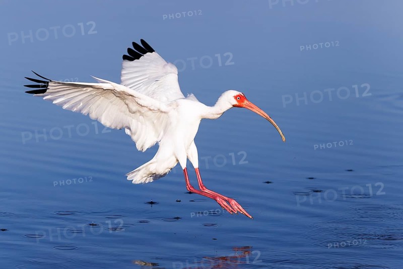 American white ibis (Eudocimus albus), Snow Ibis, White Ibis, Florida, USA, North America