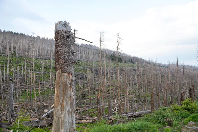 Spruce monoculture, standing and lying dead spruces after bark beetle infestation at the Brocken, incipient natural regeneration, Harz National Park, Germany, Europe