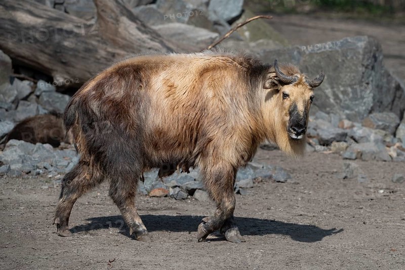 Sichuan takin (Budorcas Taxicolor tibetana) Asia
