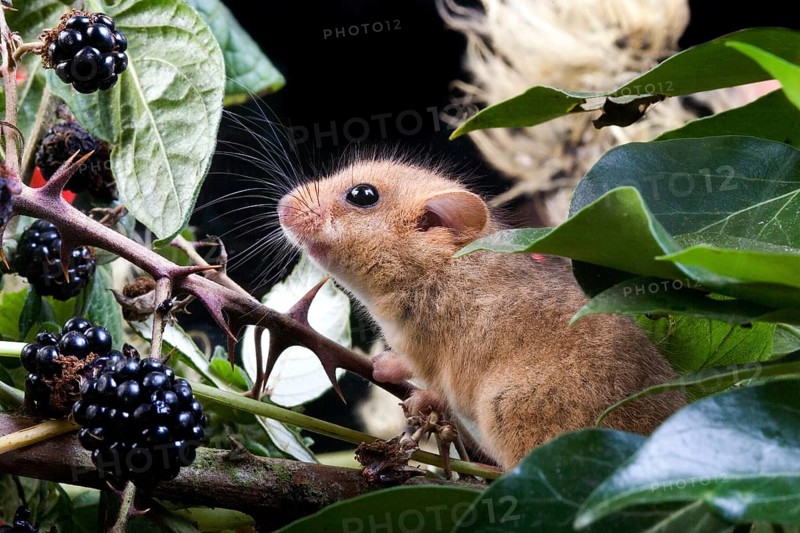 COMMON hazel dormouse (muscardinus avellanarius), ADULT IN BRAMBLE, NORMANDY IN FRANCE