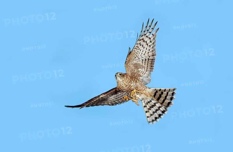 Eurasian sparrowhawk (accipiter nisus), adult in flight