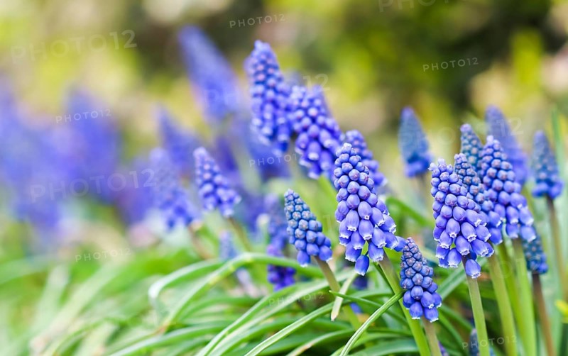 Blue buds flowers (Muscari armeniacum) or Grape Hyacinth. Viper bow