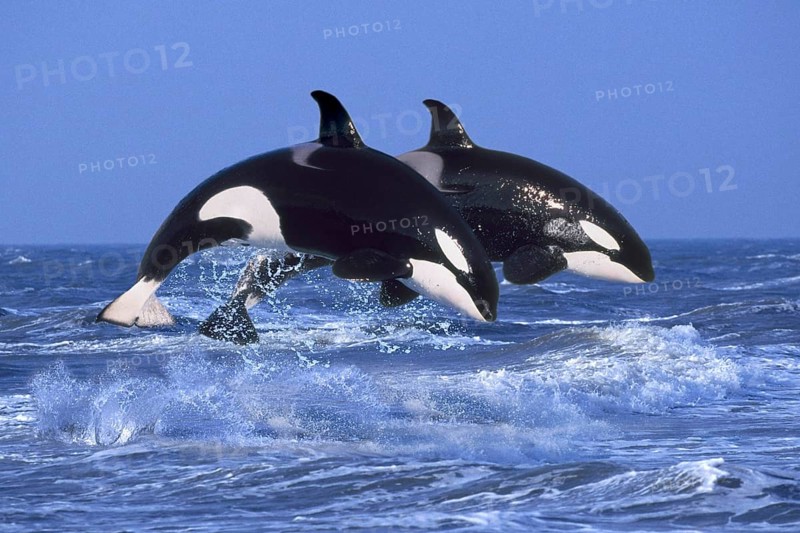 Orcas, killer whales (Orcinus orca), orcas (animals) (outside) (outdoor) (side) (adult) (movement) (motion) (jump) (jumping) (pair) (pair) (two) (landscape) (horizontal) (mammals) (mammals) (whales) (whales) (black & white) (joy of life)