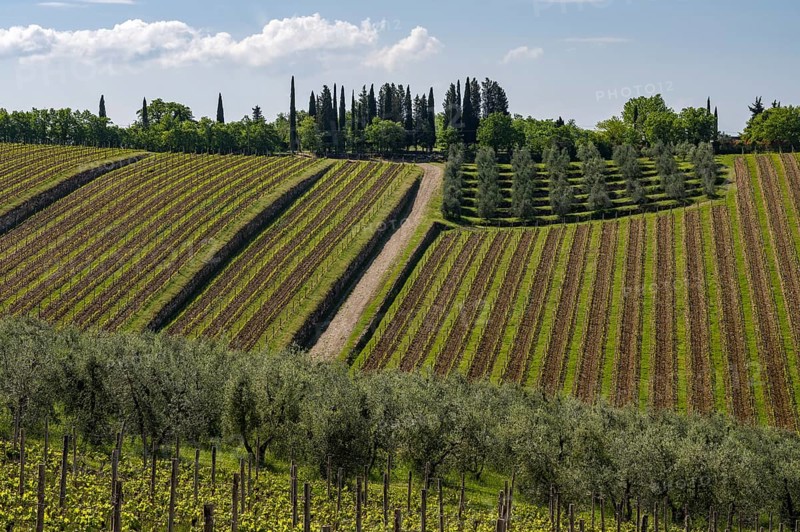 Vineyards near Castello di Ama, Chianti region, Tuscany, Italy, Europe