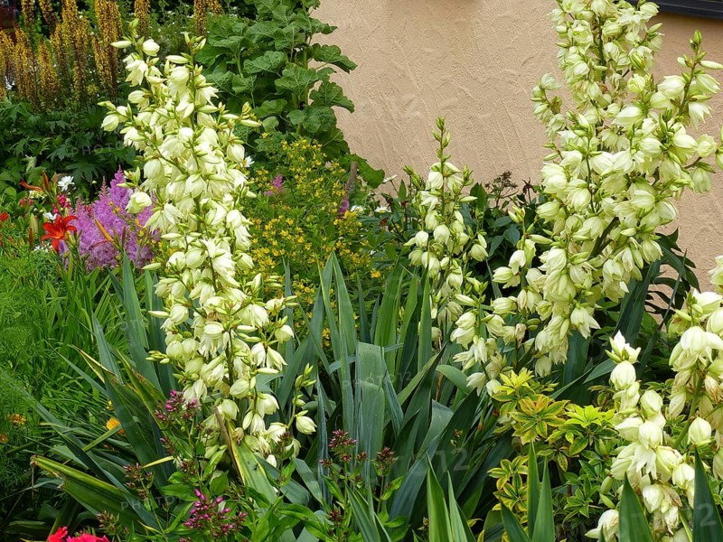 Yucca flowering in the garden, yuccas (Yucca), Yuccas