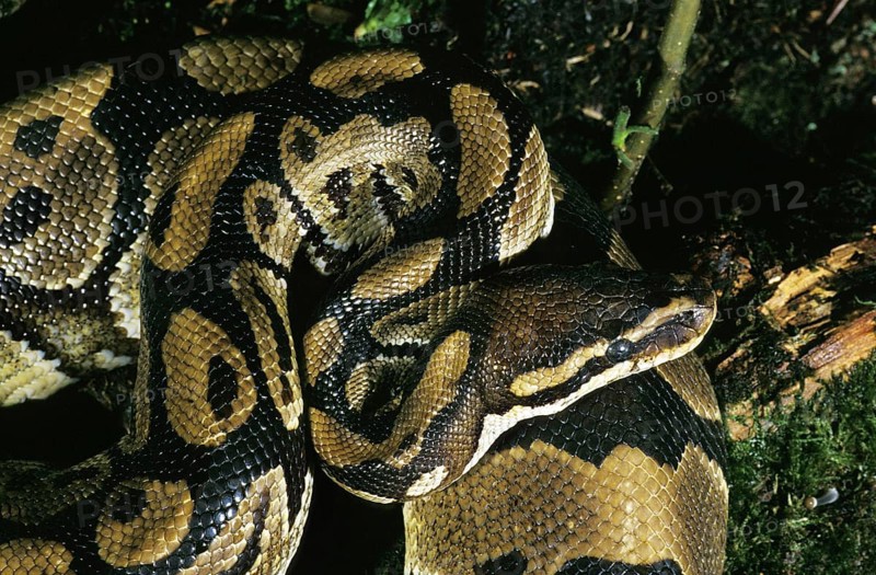 Royal Python (python regius), Adult