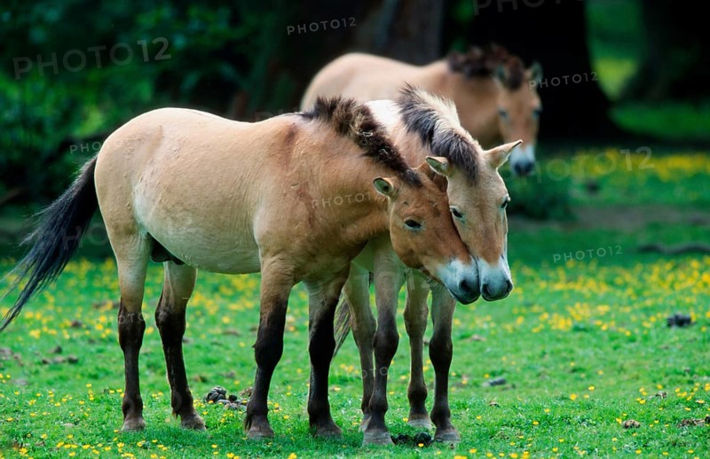 Przewalski's horses (Equus przewalskii), pair