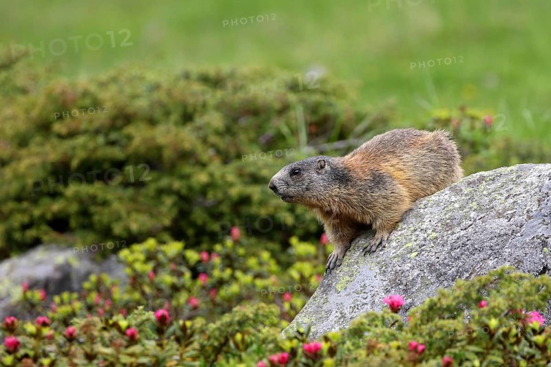 Marmot
