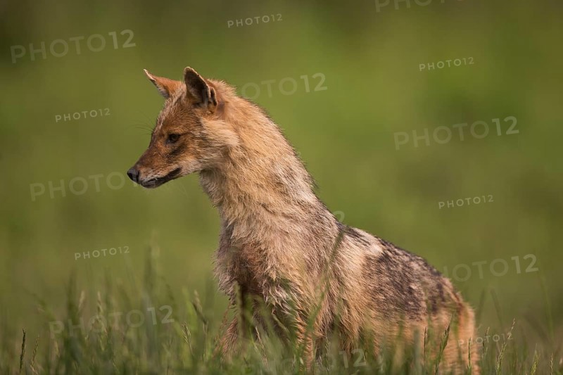 A golden jackal sits lurking in a meadow in the side view