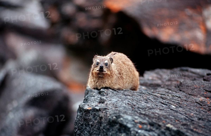 Cape rock hyrax, Procavia capensis, South Africa, Tsitsikamma National Park, Otter trail, Africa