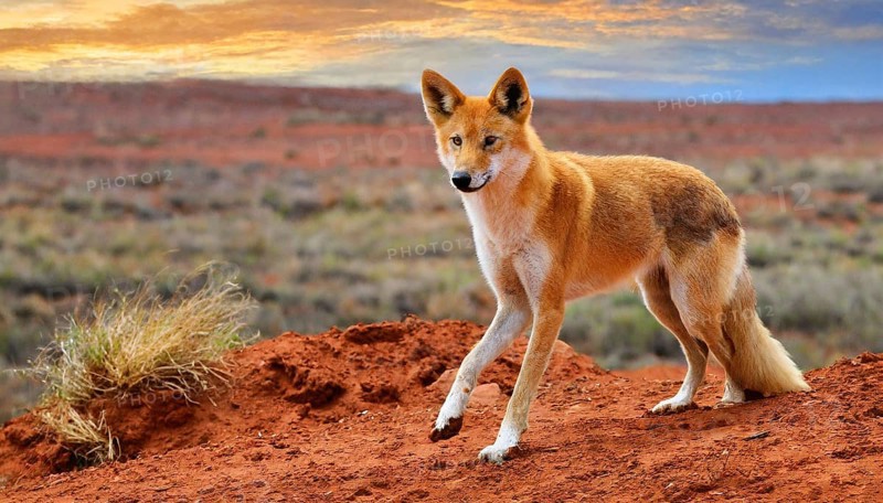 KI generated, animal, animals, mammal, mammals, biotope, habitat, one, single animal, foraging, wildlife, dingo (Canis lupus dingo), feral domestic dog, pariah dogs