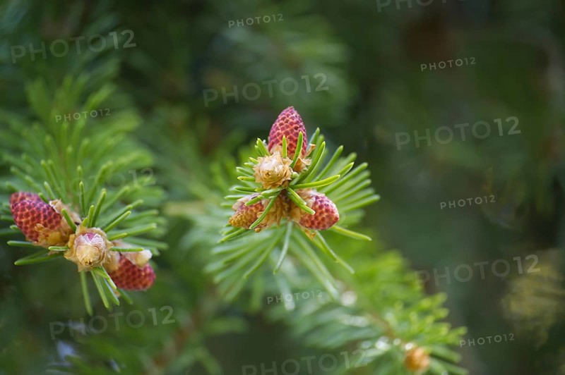 Closeup of fir branches with young buds. Spring nature concept. Macro view with soft focus