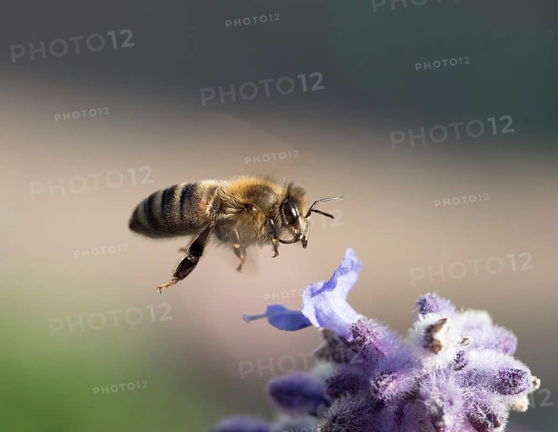 Close up of Honey Bee flying to purple flower
