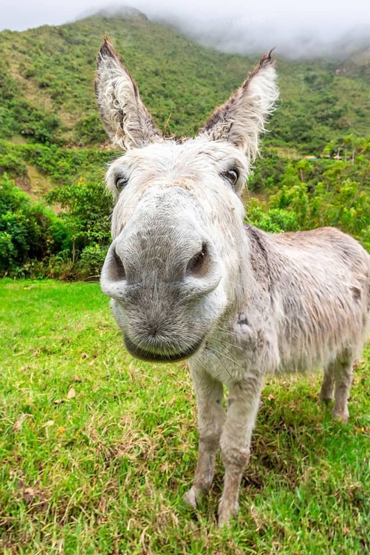 Donkey during Salkantay Trekking in Peru, South America