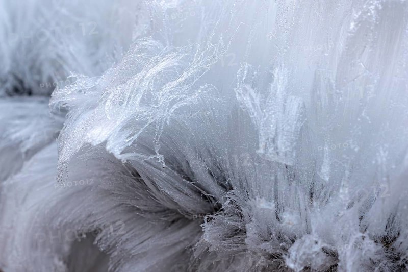 Hair rice on dead wood, Liederbach, Close Up, Dillendorf, Rhineland-Palatinate, Germany, Europe
